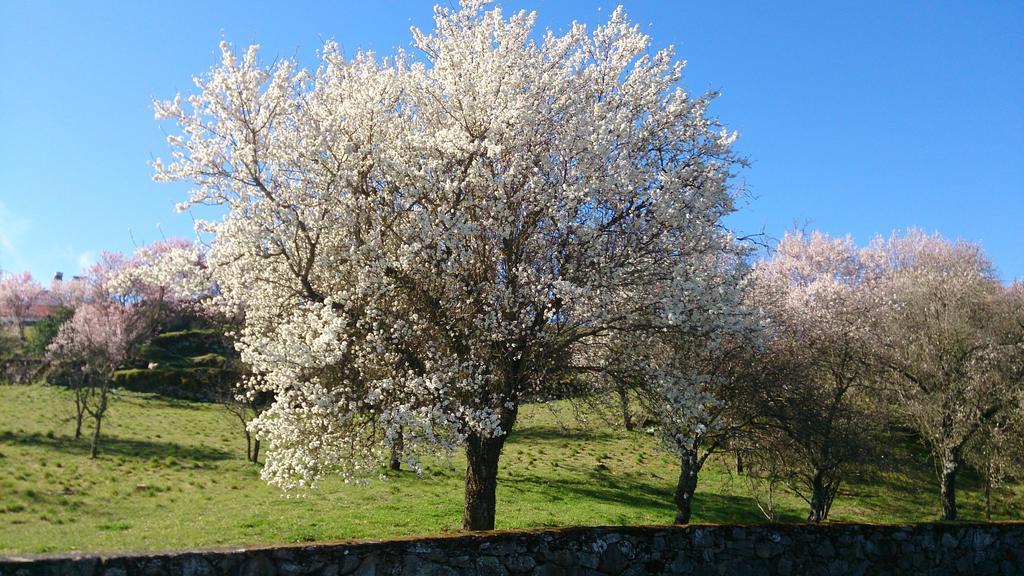 Flor Do Douro - Comercio E Hotelaria, Lda Миранда-ду-Дору Экстерьер фото